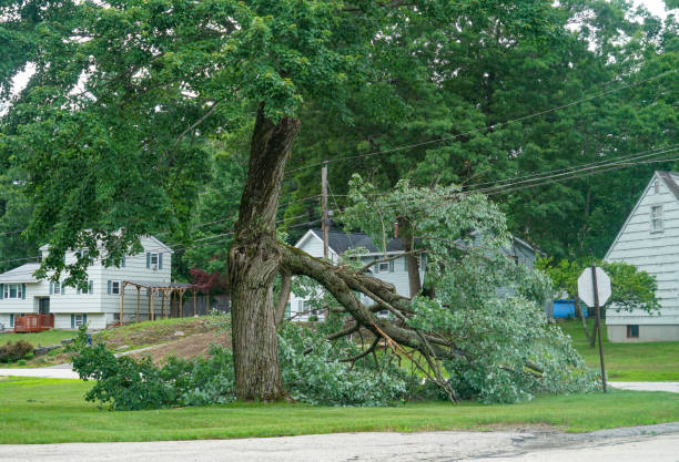 Best Commercial Tree Removal  in USA